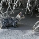 descubre un truco efectivo para eliminar el moho de la ropa sin usar lejía ni detergente, manteniendo tus prendas limpias y frescas de forma natural.